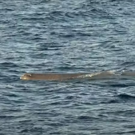 Εντοπίστηκε φάλαινα φυσητήρας κοντά στις ακτές του Άστρους Κυνουρίας