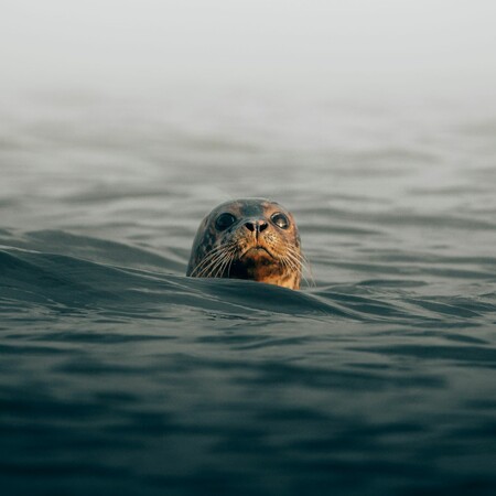 Νεκρή φώκια στο Αμόνι Κορινθίας: Όλο και περισσότερα νεκρά ζώα στις ακτές της περιοχής
