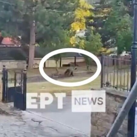 ΑΡΚΟΥΔΑ ΚΑΣΤΟΡΙΑ