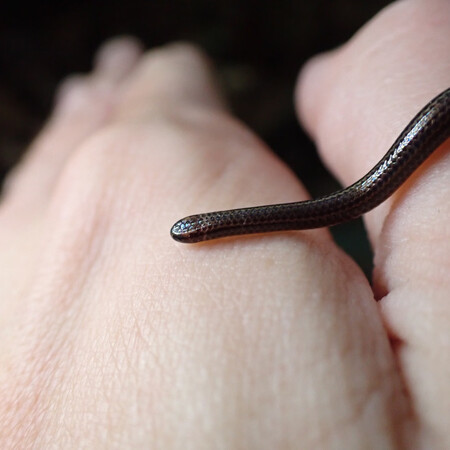 Επανεμφανίστηκε το «φίδι-νήμα», το μικρότερο στον κόσμο, 20 χρόνια μετά την τελευταία του καταγραφή