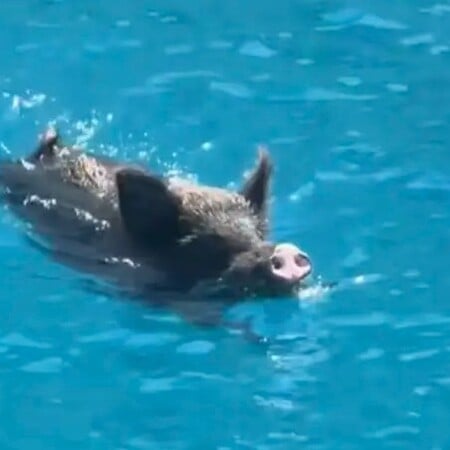 Ιθάκη: Η στιγμή που αγριογούρουνο κυνηγά δύο τουρίστριες μέσα στη θάλασσα