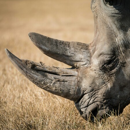 Νότια Αφρική: Γιατί τα κέρατα των ρινόκερων καθίστανται ραδιενεργά; 