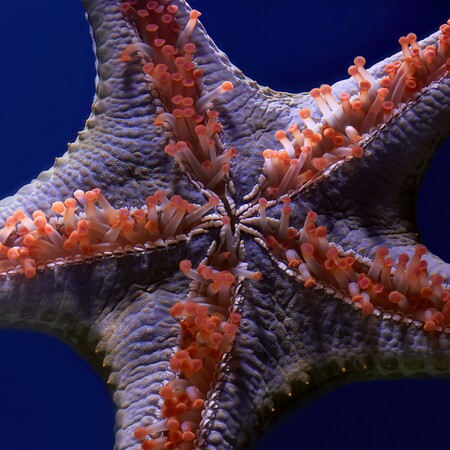 Λύθηκε το μυστήριο του μαζικού θανάτου 5 δισεκατομμυρίων αστεριών της θάλασσας