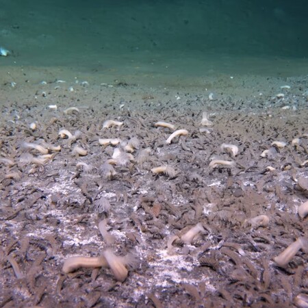 ΟΙΚΟΣΥΣΤΗΜΑ