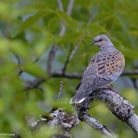 Ορνιθολογική για την κυνηγετική περίοδο: «Θηρεύσιμα ακόμη και απειλούμενα είδη - Παντελώς μη βιώσιμη προσέγγιση»