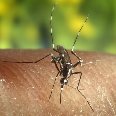 Ιός Δυτικού Νείλου: Δύο θάνατοι – Πού εντοπίζονται κρούσματα