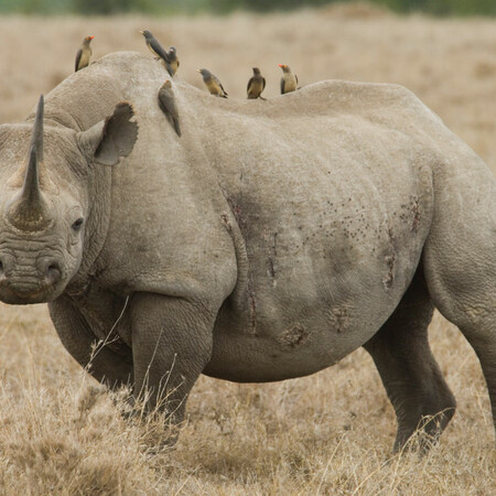 Νότια Αφρική: Συνελήφθη ο «βαρόνος των ρινόκερων» για λαθρεμπόριο 964 κεράτων αξίας 14 εκατ. δολαρίων
