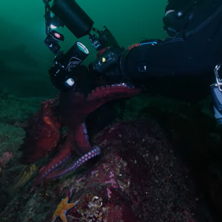 Βανκούβερ: Γιγάντιο χταπόδι «έκλεψε» κάμερα δυτών για να βγάλει selfie