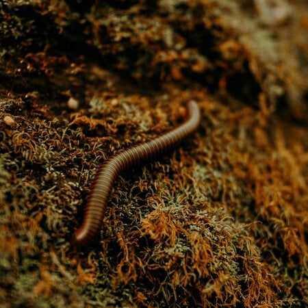 ΗΠΑ: Ανιχνεύτηκε κρούσμα παρασίτου “screwworm” σε άνθρωπο 