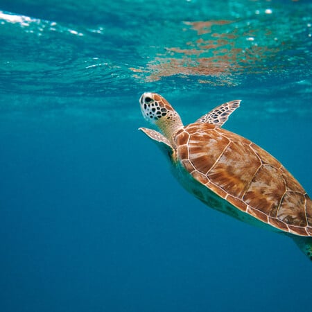 Δήμος Σαρωνικού: «Μην ταΐζετε τις θαλάσσιες χελώνες» - Νέα περιστατικά τραυματισμών λουομένων 