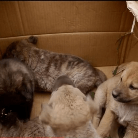 Το ΣτΕ επικύρωσε φυλάκιση 5 μηνών και πρόστιμο €270.000 σε συνταξιούχο που σκότωσε 8 κουτάβια