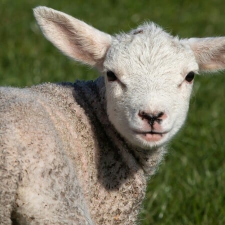 Θεσσαλονίκη: Έσφαξε και έγδαρε αρνί στο Σέιχ Σου για να τιμήσει το κουρμπάνι