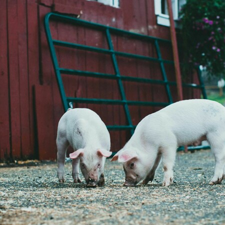Συναγερμός στην Κροατία μετά τον εντοπισμό αφρικανικής πανώλης: Θανατώθηκαν 12.000 χοίρων