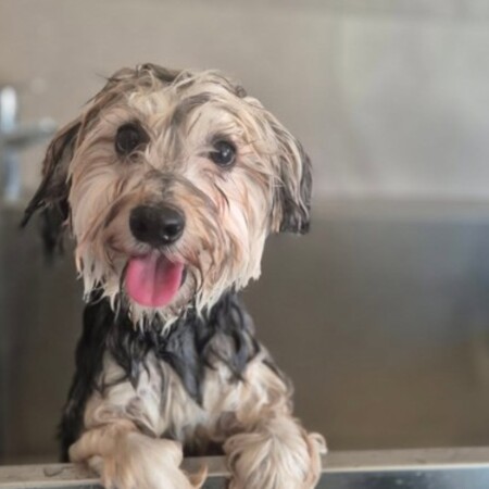 Ιταλία: Πόσο κοστίζει το πολυτελές ξενοδοχείο για σκύλους σε αεροδρόμιο της Ρώμης