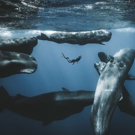 Ocean Photographer of the Year 2025