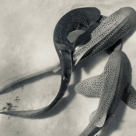 Για πρώτη φορά καταγράφηκε ζευγάρωμα καρχαριών ενός απειλούμενου είδους και μάλιστα σε τρίο