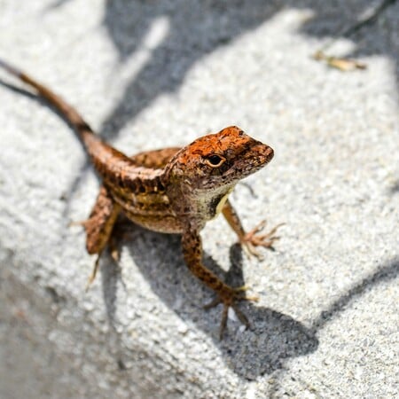 Βρήκαν νέο είδος σαύρας στη χώρα - Πού ζει