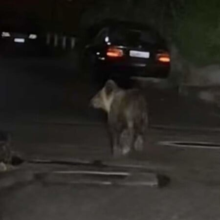 Αρκούδα βγήκε για βραδινή βόλτα στα Τρίκαλα