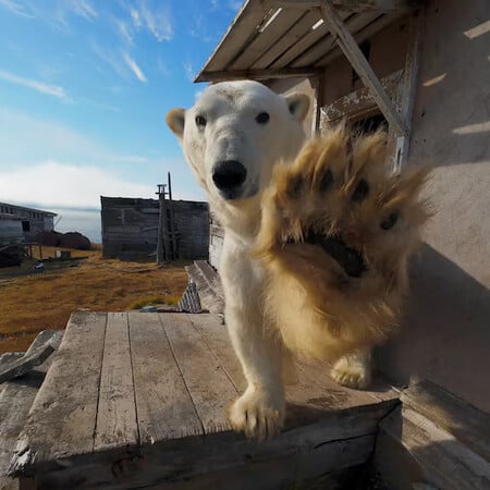 Πολικές αρκούδες «κατέλαβαν» εγκαταλελειμμένο σοβιετικό σταθμό στην Αρκτική