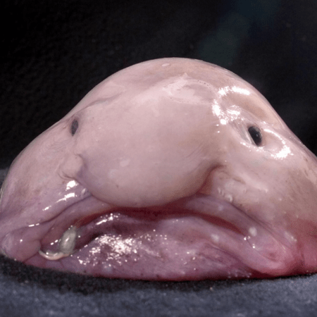 Blobfish: Το «πιο άσχημο ζώο στον κόσμο» δεν μοιάζει έτσι κάτω από το νερό