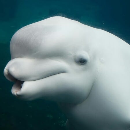 ΚΑΝΑΔΑΣ ΦΑΛΑΙΝΕΣ ΜΠΕΛΟΥΓΚΑ ΝΙΑΓΑΡΑ