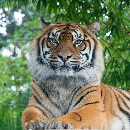 Λιμός στη Βόρεια Κορέα: Άνθρωποι τρώνε ακόμα και τις τίγρεις - Σε κίνδυνο η άγρια ζωή