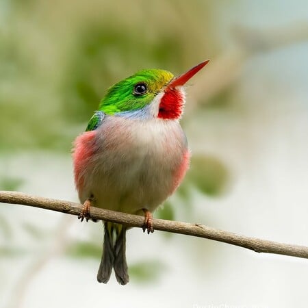 Σε κρίση τα πτηνά του πλανήτη: Μειώνονται οι πληθυσμοί στο 61% των ειδών