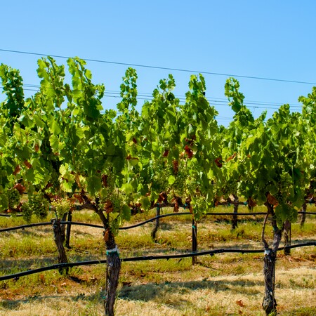 Kρίση στους αμπελώνες της Καλιφόρνια: Υπερπαραγωγή και πτώση ζήτησης κρασιού