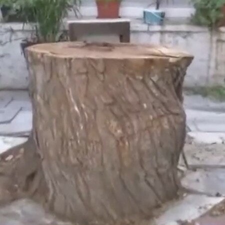 ΔΕΝΤΡΟ ΜΟΝΑΣΤΗΡΑΚΙ