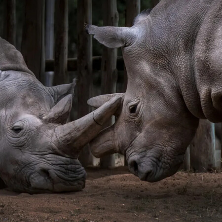 Βόρειος Λευκός Ρινόκερος: Το πρότζεκτ για να μην εξαφανιστεί το πιο απειλούμενο ζώο στον πλανήτη