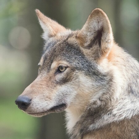 Τι εξηγεί η «Καλλιστώ» για την αυξανόμενη παρουσία λύκων κοντά σε κατοικημένες περιοχές