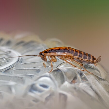 ΚΑΤΣΑΡΙΔΑ ΝΟΤΙΑ ΚΟΡΕΑ ΦΩΤΙΑ ΔΙΑΜΕΡΙΣΜΑ