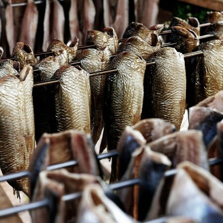 Ευρωπαϊκά χέλια: Οικολογική κρίση και λαθρεμπόριο