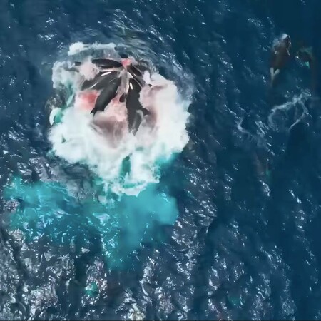 'Ορκες προσομοιώνουν πνιγμούς για να εξασκούνται στο κυνήγι