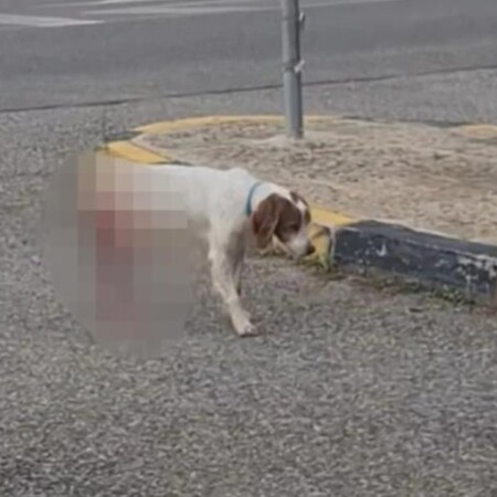 ΣΚΥΛΟΣ ΚΑΚΟΠΟΙΗΣΗ ΗΛΕΙΑ