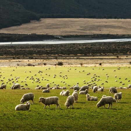 Ευλογιά αιγοπροβάτων: «Δεν υπάρχει αδειοδοτημένο εμβόλιο στην Ελλάδα και την ΕΕ», λέει ο ΕΟΦ 