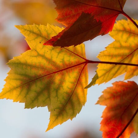 Καλλιάνος: «Αναμένεται ήπιος καιρός ως τις αρχές Νοέμβρη»