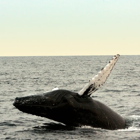 Γήρανση: Μπορεί η φάλαινα της Γροιλανδίας, με προσδόκιμο ζωής τα 200 έτη, να μας βοηθήσει στην επιβράδυνση;