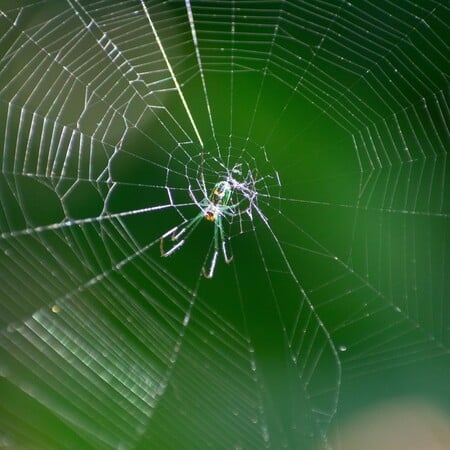 ΑΡΑΧΝΗ ΔΙΑΚΟΣΜΗΣΗ