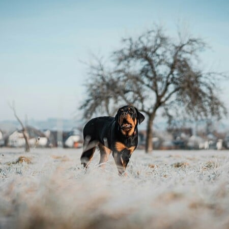 ΡΟΤΒΑΙΛΕΡ ΕΠΙΘΕΣΗ ΚΑΛΑΜΑΤΑ