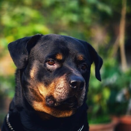 Επίθεση ροτβάιλερ στην Καλαμάτα: «Είμαστε μια εργατική, έντιμη και φιλοζωική οικογένεια» λέει ο γιος του 76χρονου