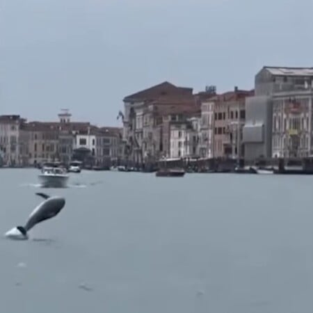 ΔΕΛΦΙΝΙ ΒΕΝΕΤΙΑ ΠΛΑΤΕΙΑ ΑΓΙΟΥ ΜΑΡΚΟΥ