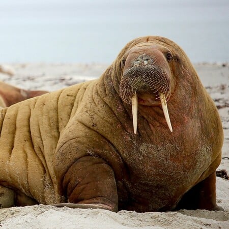Φωτογράφος απαθανάτισε θαλάσσιους ίππους την ώρα που αλλάζουν χρώμα 