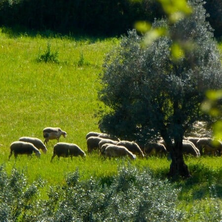 Επιβεβαιώθηκε κρούσμα καταρροϊκού πυρετού σε εκτροφή αιγοπροβάτων στην Μεσσηνία