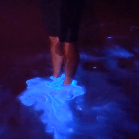 Εντυπωσιακό βίντεο από τη Νέα Ζηλανδία: Το φαινόμενο της βιοφωταύγειας «φώτισε» τα νερά του Όκλαντ