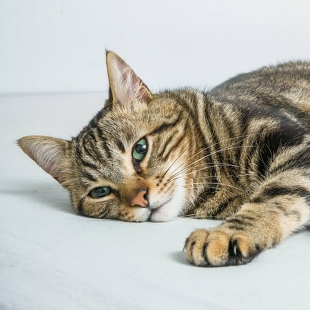 ΔΟΝΟΥΣΑ ΓΑΤΑ