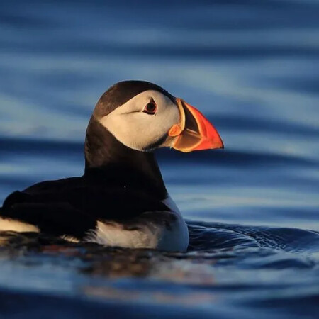 ΓΙΑ ΣΚ- Η φρατερκούλα του Ατλαντικού επέστρεψε στο Isle of Muck για πρώτη φορά μετά από 25 χρόνια