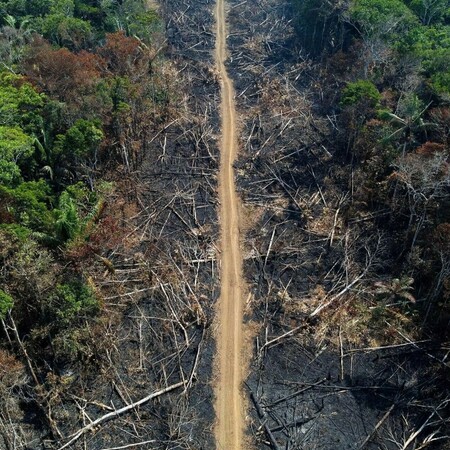 Αμαζόνιος: Το τροπικό δάσος στη Βραζιλία κινδυνεύει με περαιτέρω αποψίλωση 