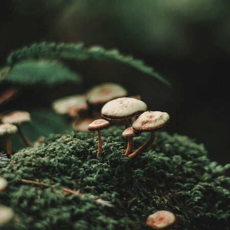 ΜΑΝΙΤΑΡΙΑ ΔΗΛΗΤΗΡΙΑΣΗ ΣΥΜΠΤΩΜΑΤΑ