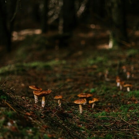 ΜΑΝΙΤΑΡΙΑ ΔΗΛΗΤΗΡΙΑΣΗ ΜΕΤΑΜΟΣΧΕΥΣΗ